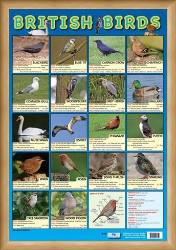 Framed Framed British Birds - Native British Birds